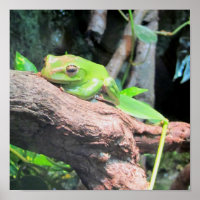 Green Tree Frog