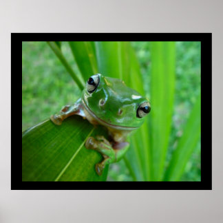 Green Tree Frog Posters & Prints