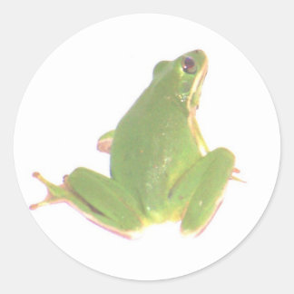 Green Tree Frog Sticker - Small