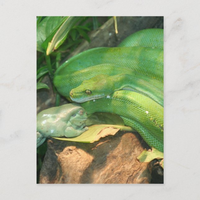 Green Tree Python, and White's Tree Frog Postcard (Front)