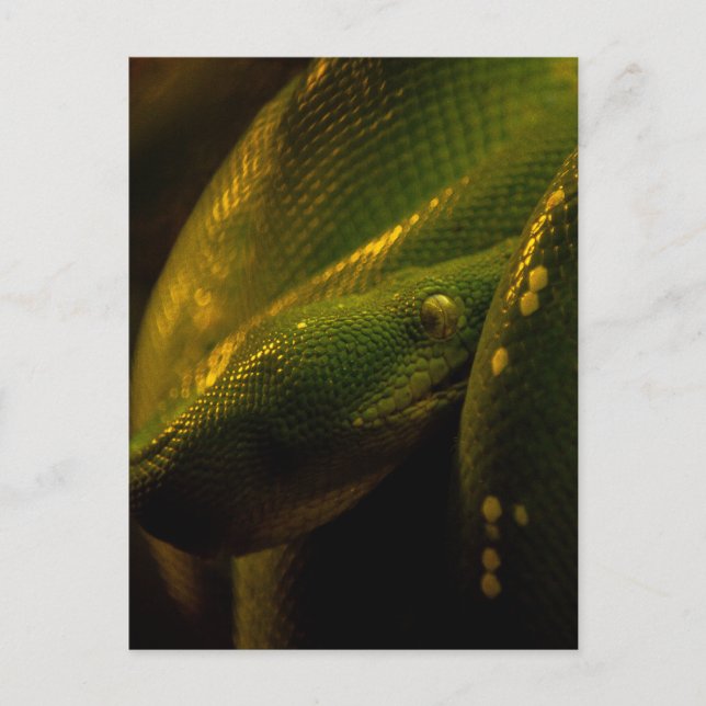 green tree python eye postcard (Front)