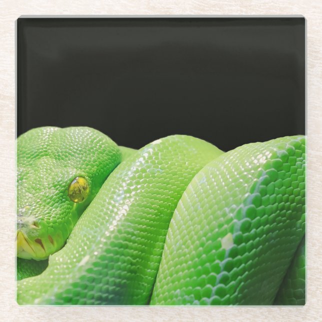 green tree python glass coaster (Front)