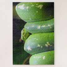 Green Tree Python