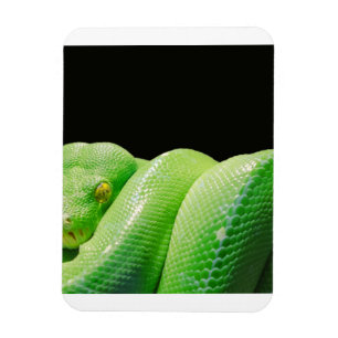 green tree python magnet