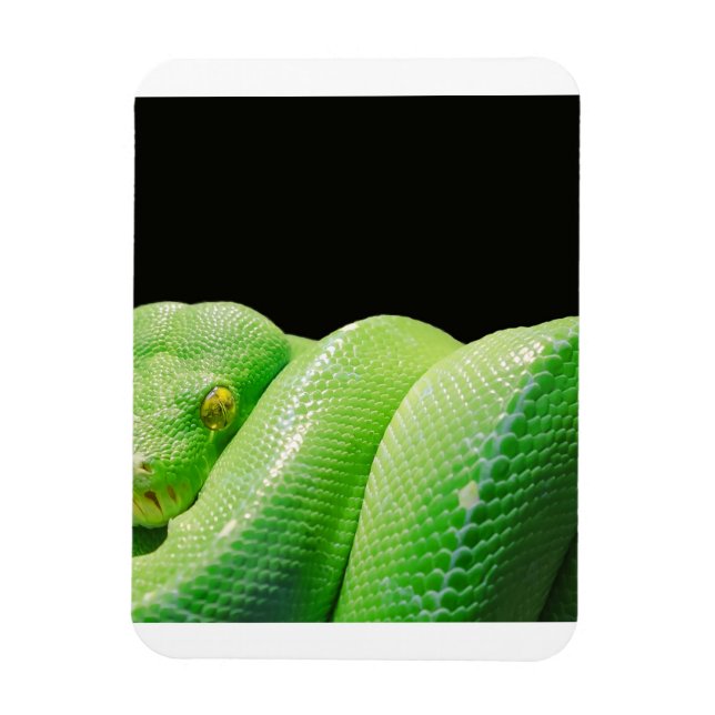 green tree python magnet (Vertical)