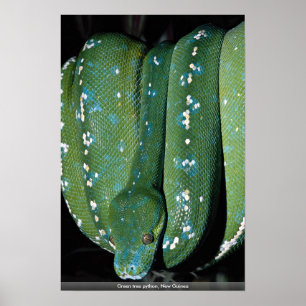 Green tree python, New Guinea Poster