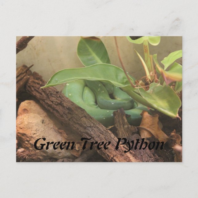 Green Tree Python Postcard (Front)