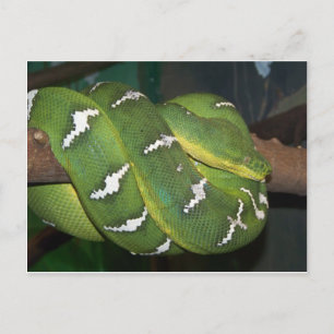 Green Tree Python Postcard
