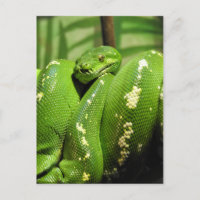 Green Tree Python
