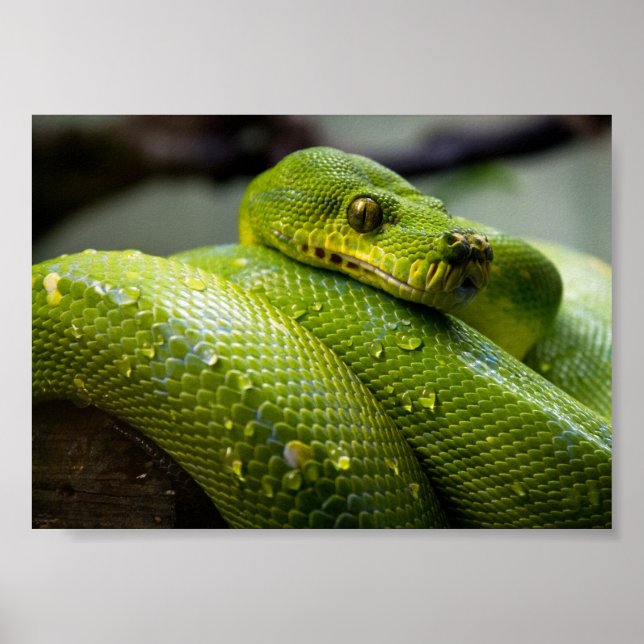 Green Tree Python Poster (Front)