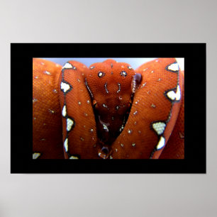 Green Tree Python Poster