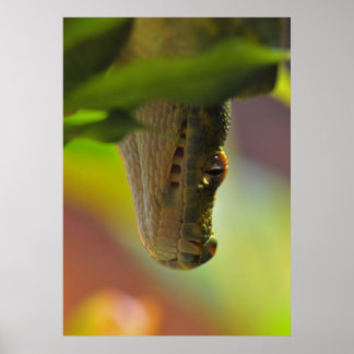 Green Tree Python Poster