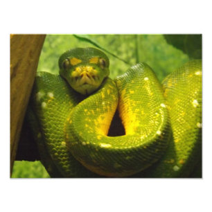 Green Tree Python Print