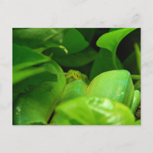green tree python snake postcard