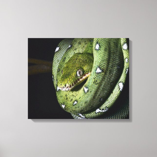 Green tree snake emerald boa in Bolivia Canvas Print (Front)