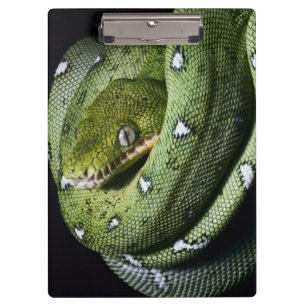 Green tree snake emerald boa in Bolivia Clipboard