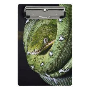 Green tree snake emerald boa in Bolivia Mini Clipboard