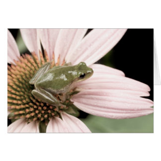 Green Treefrog Card