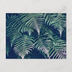 Green Tropical Fern Leaves Natural Pattern Postcard
