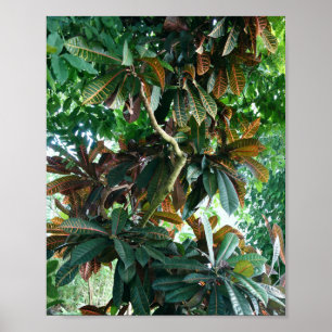 Green Tropical Jungle Poster