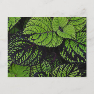 Green tropical leaves postcard
