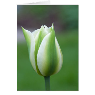 Green Tulip
