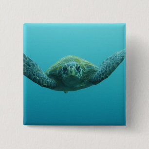 Green Turtle (Chelonia mydas agassisi), Central 15 Cm Square Badge
