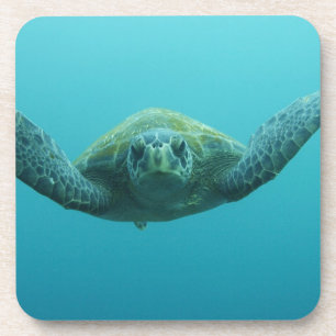 Green Turtle (Chelonia mydas agassisi), Central Coaster