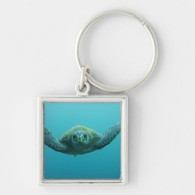 Green Turtle (Chelonia mydas agassisi), Central Key Ring (Front)