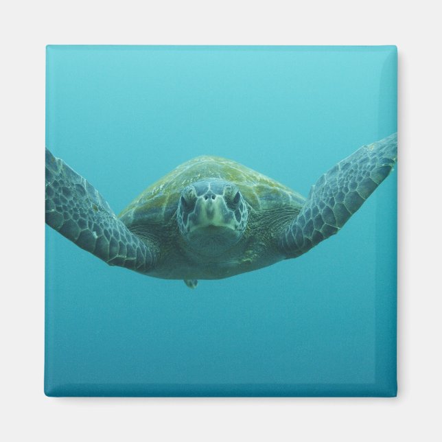 Green Turtle (Chelonia mydas agassisi), Central Magnet (Front)