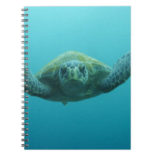 Green Turtle (Chelonia mydas agassisi), Central Notebook