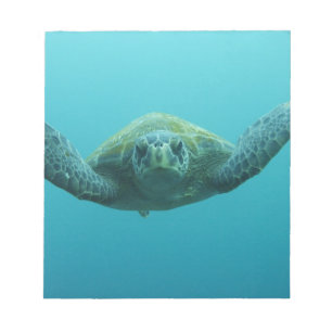 Green Turtle (Chelonia mydas agassisi), Central Notepad