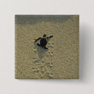 Green Turtle, (Chelonia mydas), hatchling 15 Cm Square Badge