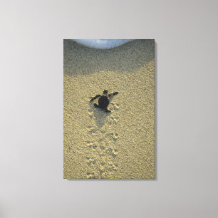 Green Turtle, (Chelonia mydas), hatchling Canvas Print
