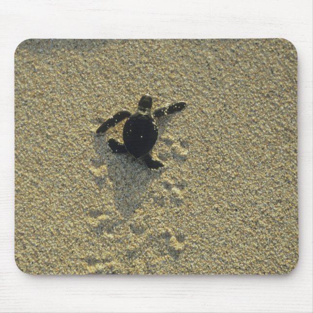 Green Turtle, (Chelonia mydas), hatchling Mouse Pad (Front)