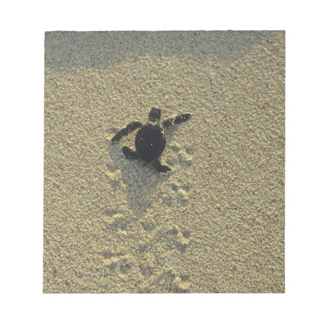 Green Turtle, (Chelonia mydas), hatchling Notepad (Front)