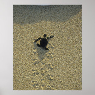 Green Turtle, (Chelonia mydas), hatchling Poster
