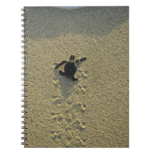 Green Turtle, (Chelonia mydas), hatchling Spiral Notebook