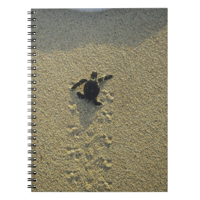 Green Turtle, (Chelonia mydas), hatchling Spiral Notebook (Front)