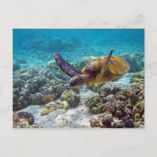 Green Turtle Postcard