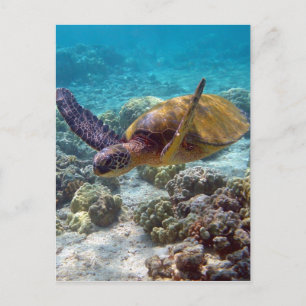 Green Turtle Postcard