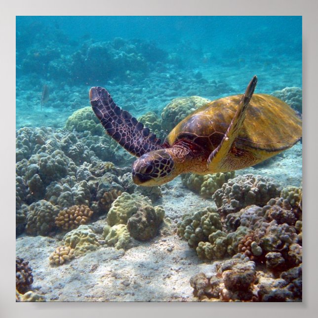 Green Turtle Poster (Front)