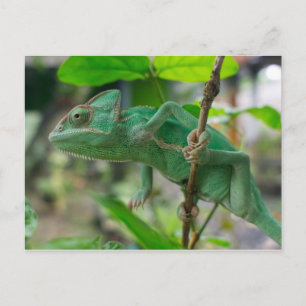green veiled chameleon postcard