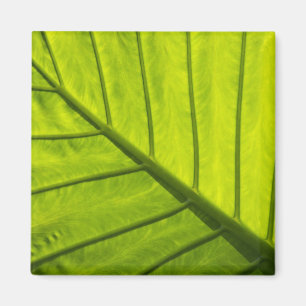 Green veined leaves of tropical foliage in 2 magnet