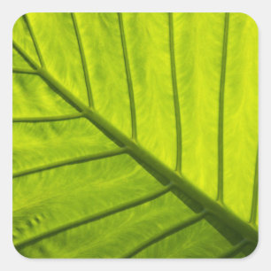Green veined leaves of tropical foliage in 2 square sticker
