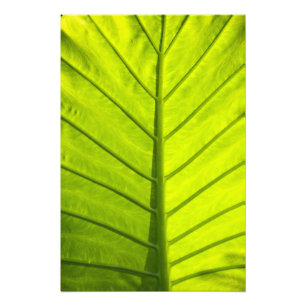 Green veined leaves of tropical foliage in photo print