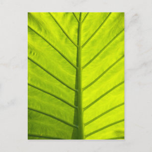 Green veined leaves of tropical foliage in postcard