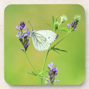 Green Veined White Butterfly Coaster