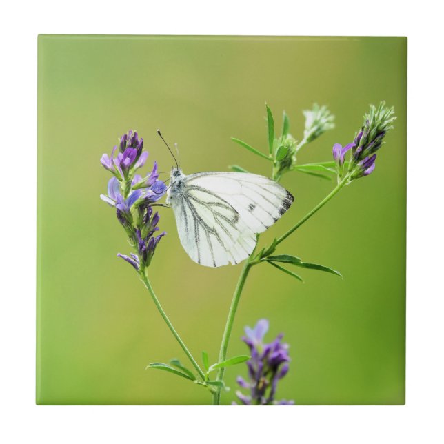 Green Veined White Butterfly Tile (Front)