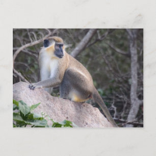 Green Vervet Monkey Nevis, West Indies Postcard